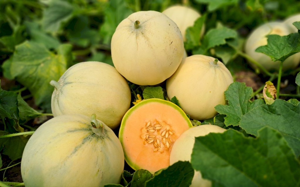 ALTAIR F1 (HMC457744)