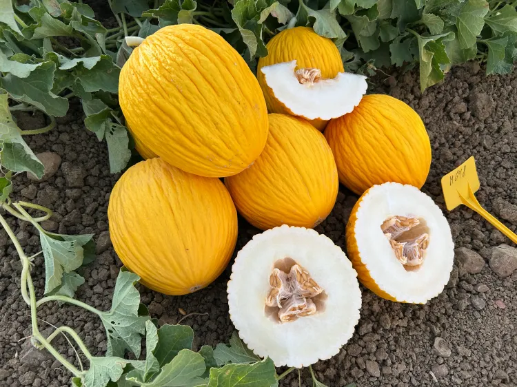 Yellow melon OROS (HMC 461842) F1.webp