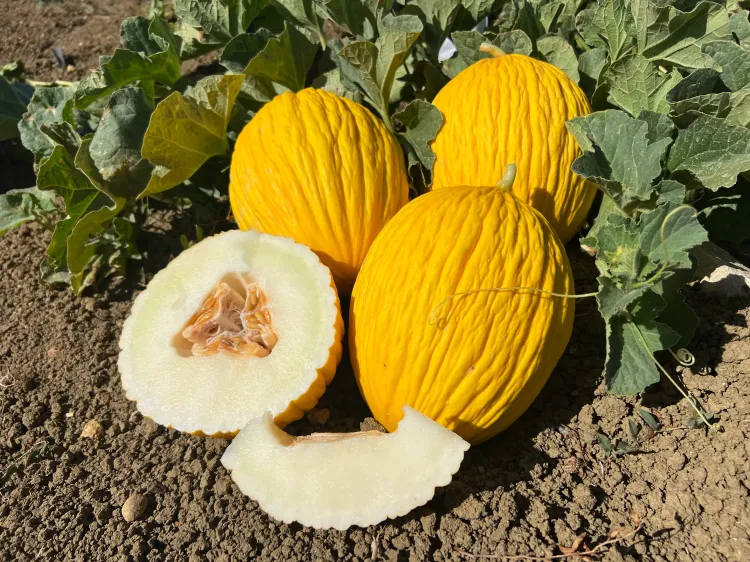 Yellow melon ZAGAROS (HMC 461734) F1.webp